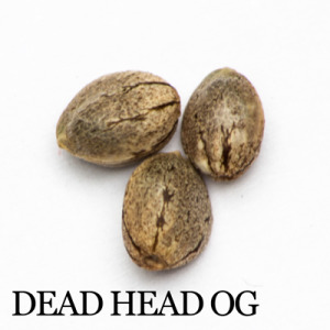 DeadheadOG